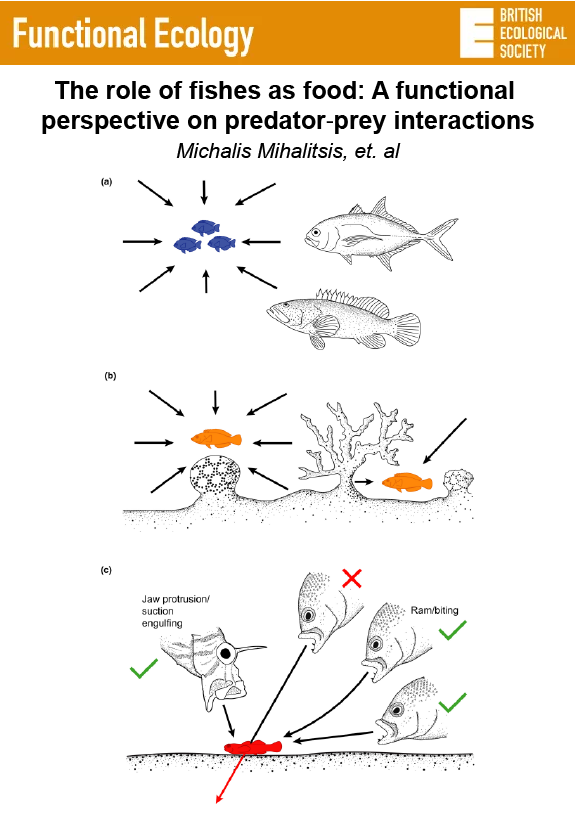 The role of fishes as food: A functional perspective on predator‐prey interactions